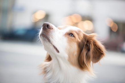 Hundeportrait Stadt