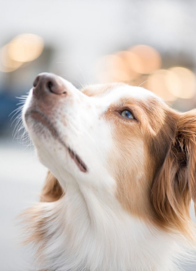 Stadtportraits Hund