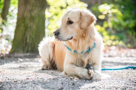 Hundefotografie Golden Retriever