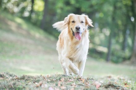 Outdoorfotografie Hund