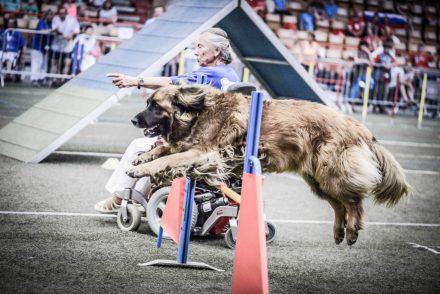 Agility & PARA Agility Weltmeisterschaft Hundefotografie
