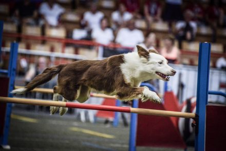 Agility Sprung WM Traun Foto