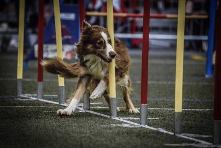 Foto Agility Slalom