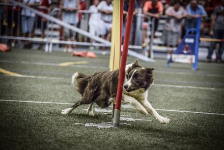 Foto Agility WM Slalom
