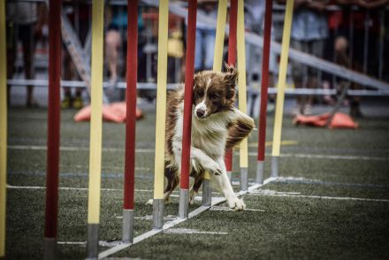 Foto Agility WM