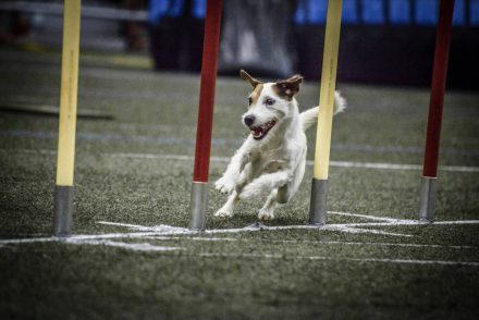 Agility Hund Hundefotografie