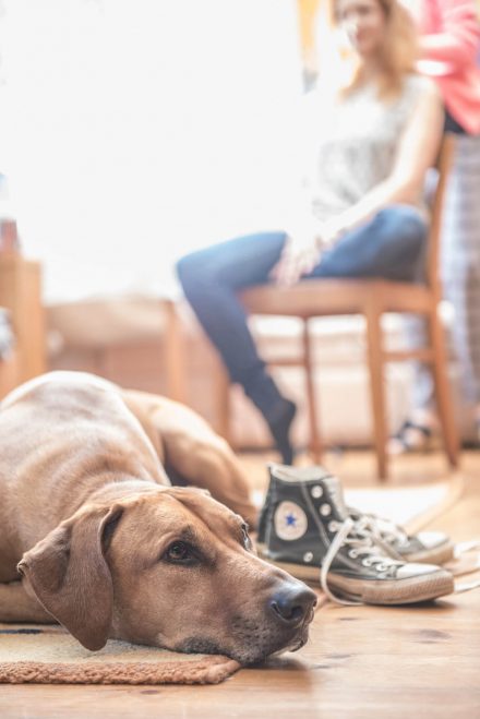Fotografie Hochzeitsvorbereitungen mit Hund