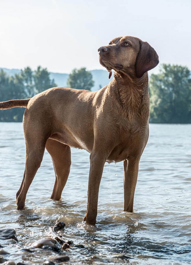Hundefotos an der Donau