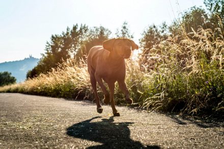 Hund im Galopp Hunde-Fotos