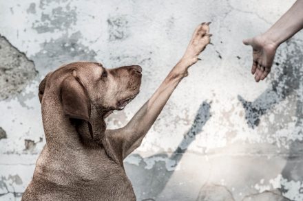 Give me 5 Hundefotografie