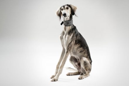 Windhund Saluki Foto