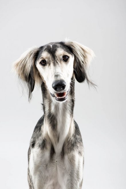 Windhund Saluki Fotos Portrait