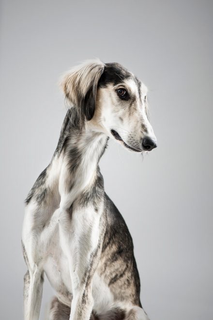 Hundeportrait Studio