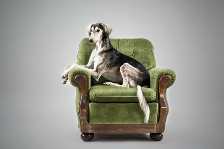 Hundefotografie Saluki