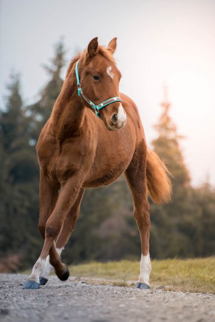 Pferd im Trab