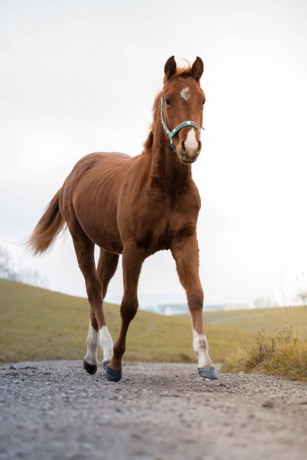 Pferd im Trab