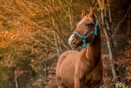 herbstlicher Ausritt Pferdefotografie