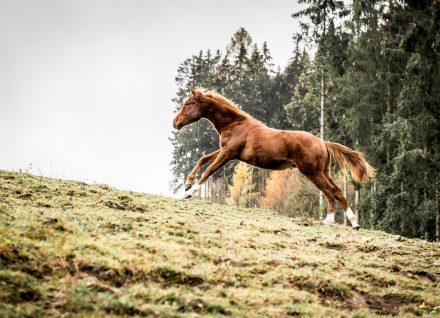 Pferd im Galopp
