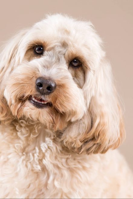Hundeportrait Pudel