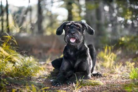 Riesenschnauzer Foto