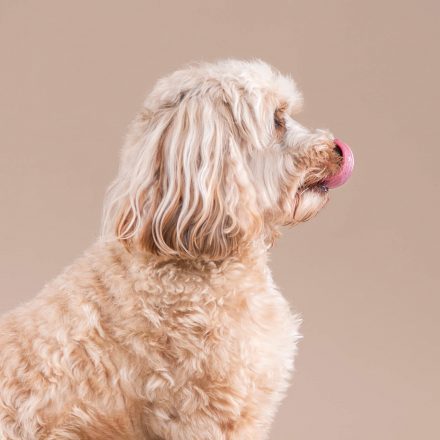 Pudel beige Hundefoto