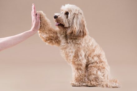 Hundeportrait Pudel