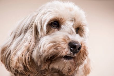 Hundeportrait Nahaufnahme