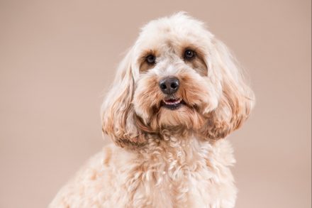 Hundedame Pudel Foto