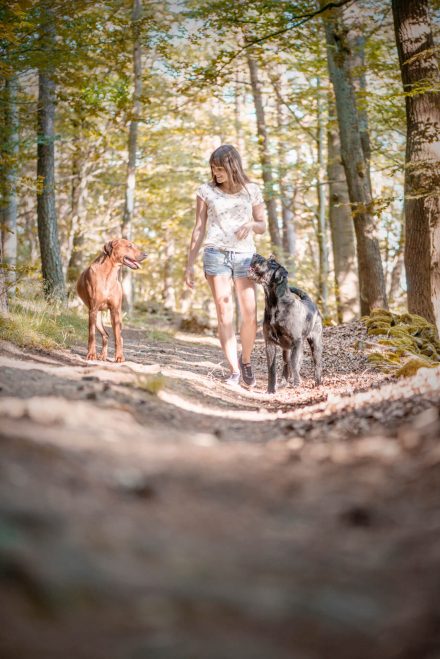 Waldspaziergang mit Hund
