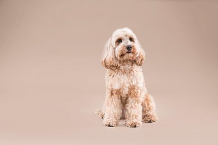 Pudeldame Tierfotografie im Studio