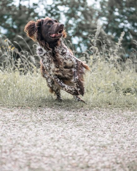 Jagdhund Apportieren