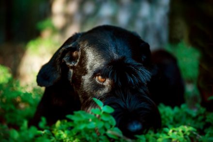 Hundeblick Riesenschnauzer