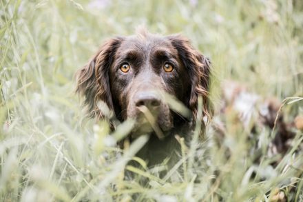 Jagdhund in Sommerwiese