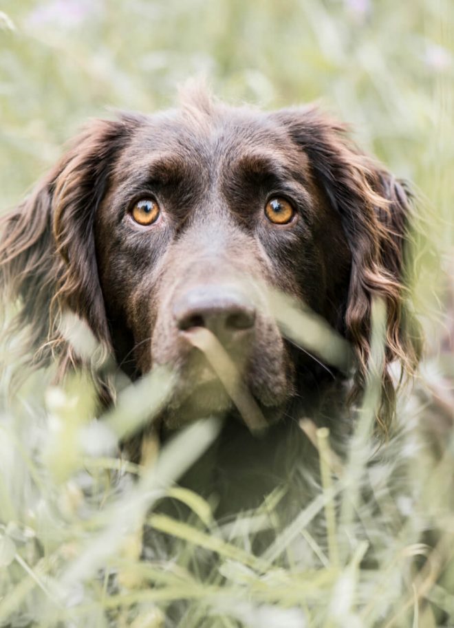 verschiedene Hundefotos