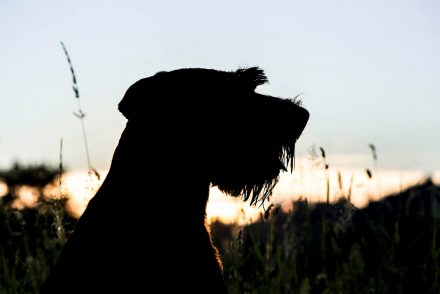 Hundeprofil Sonnenuntergang