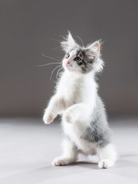 Waldkatze spielend