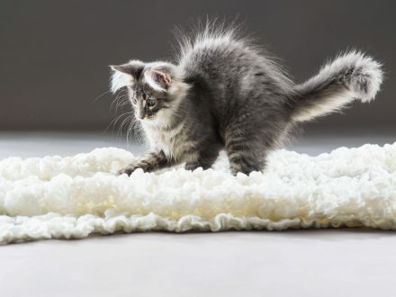 Waldkatzen Baby
