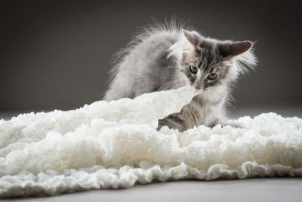 Katzenkind mit Decke