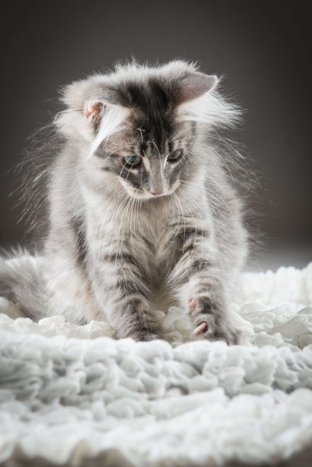 Katzenkind Studiofotografie