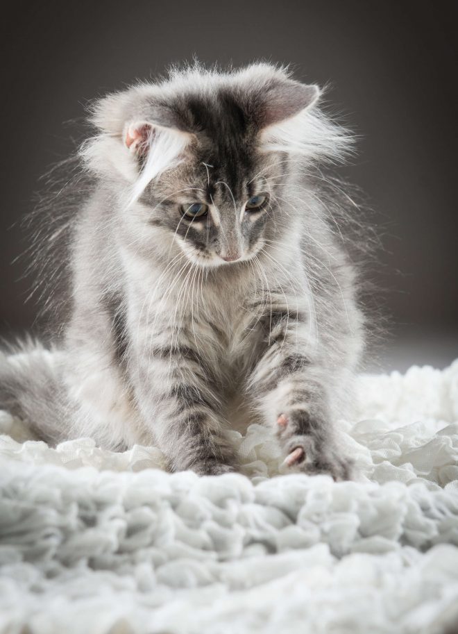 Fotos Katzenkinder