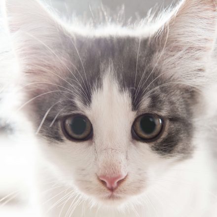 Katzen Portrait