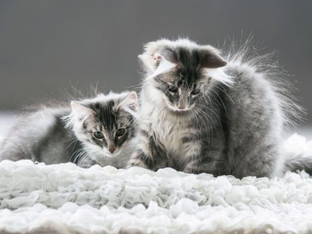 Katzenkinder