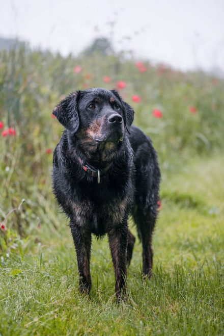 Hundefotos im Regen