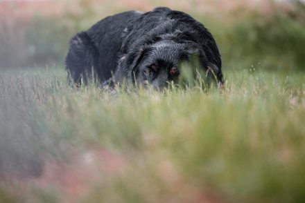 Hund auf Wiese