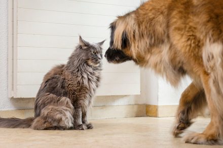 Foto Begegnung Hund und Katze