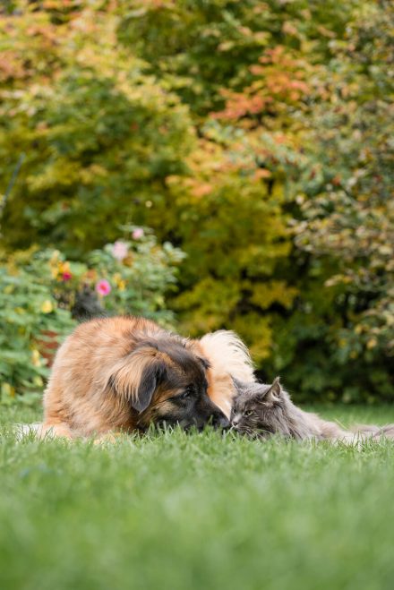 Foto Begegnung Hund und Katze Nawratil