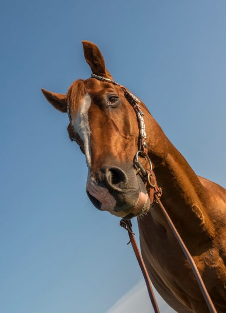 Quarter Horse Tierfotografie Close Up Pferd