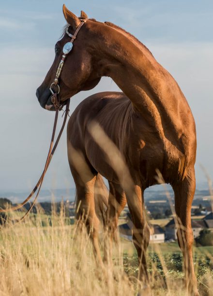 Quarter Horse Mühlviertel Österreich