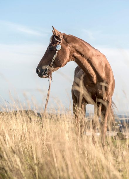 Quarter Horse Western Prärie in Österreich