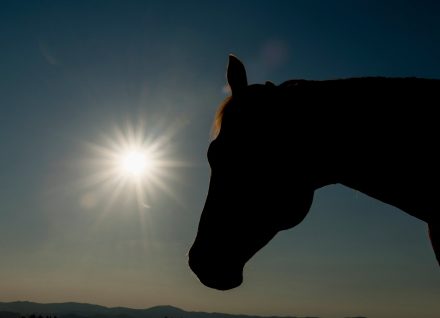 Tierfotografie Sonnenuntergang Pferd